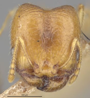Media type: image;   Entomology 20714 Aspect: head frontal view